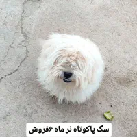 سگ پاکوتاه نر