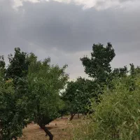 باغ بینظیر|فروش دفتر صنعتی، کشاورزی، تجاری|شیدا, |دیوار