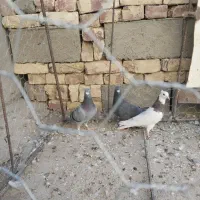 چند عدد پرنده|پرنده|هامون, |دیوار