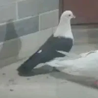 رنگی کفتر کلسفید|پرنده|قم, باغ کرباسی|دیوار