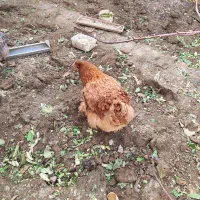 مرغ برهما|حیوانات مزرعه|تهران, جوادیه|دیوار