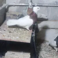 طوقی کلکسیونی ۱۴عدد|پرنده|بیدشهر, |دیوار