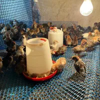 آکواریوم و جوجه مرغ|حیوانات مزرعه|یزد, |دیوار