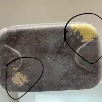 حلزون آلبینو|خزنده|شیراز, زرهی|دیوار