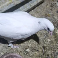 کفتر زینتی|پرنده|قم, نیروگاه|دیوار