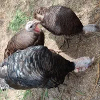 بوقلمون‌جوان/برنزسینه‌پهن/تخمگذار