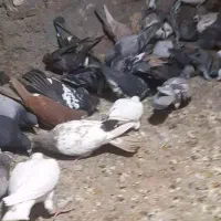 45تا کفتر|پرنده|بیرجند, |دیوار