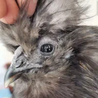 خروس آیام سمانی