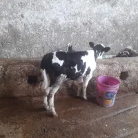 گوساله.سیمینتال.نر