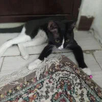 واگذاری 2عدد گربه DSH|گربه|کهریزک, |دیوار