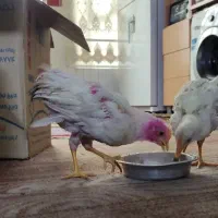 ۲ عدد جوجه خروس سرحال