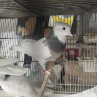 طوقی درجه یک|پرنده|فردیس, داوری|دیوار