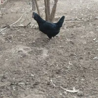 مرغ خروس گلین چهل تاج ریشو|حیوانات مزرعه|ری, علایین|دیوار