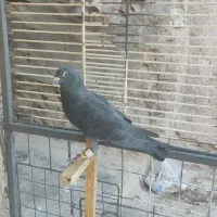 کبوتر