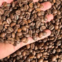 پخش عمده قهوه عربیکا و روبوستا از کارگاه رُستری