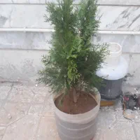 خانه ویلایی ۱۲۰ متری (شیرودی)