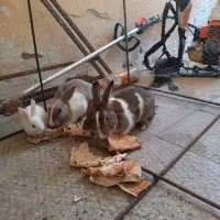 خرگوش|موش و خرگوش|اشکنان, |دیوار