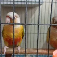 گرینچیک|پرنده|مشهد, فتح المبین|دیوار