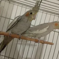 عروس هلندی جفت|پرنده|همدان, |دیوار