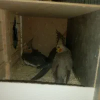 عروس هلندی|پرنده|اندیشه, اندیشه فاز ۵|دیوار