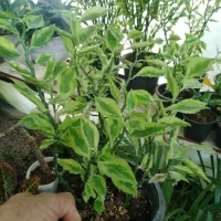 بنسای خرفه|گل و گیاه طبیعی|نیشابور, مازول|دیوار