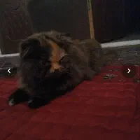 گربه پرشین کت دورنگ