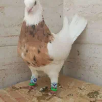 کبوتر طوقی
