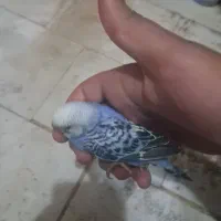 جوجه مرغ عشق|پرنده|قم, پردیسان|دیوار