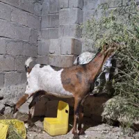 کهره وگیسه|حیوانات مزرعه|قشم, |دیوار