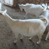 بزسانن اصیل