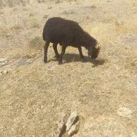 فروش بره قوچ همو قره قزل