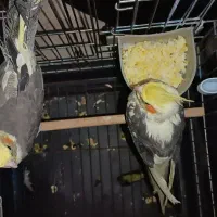 عروس هلندی