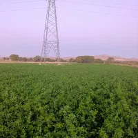 اجاره-ی-4هکتار-زمین-بارانی-رو-کار-با-24ساعت-آب