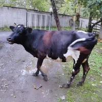 گاو دورگ محلی همراه با گوساله سمینتال ماده