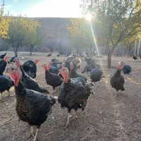 بوقلمون رسمی|حیوانات مزرعه|تخت سلیمان, |دیوار