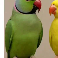 ملنگو سخنگو