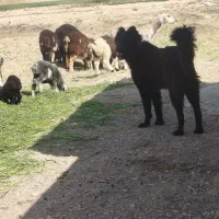 سگ قدرجونی|سگ|ابرکوه, |دیوار