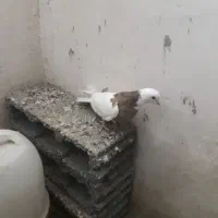 طوقی نر|پرنده|کبودرآهنگ, |دیوار