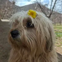 سگ خانگی نژاد شیتزو