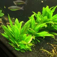 چمن هومیاتوس،گیاه سیبی بیدی ،قد مریم ،تصویه آبشاری