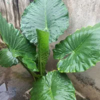 گل بابا ادم|گل و گیاه طبیعی|رشت, خرسندی|دیوار