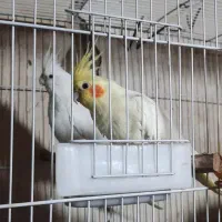 جفت طوطی عروس هلندی