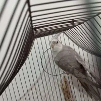 عروس هلندی نر