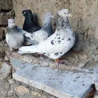 کبوتر سینه سبز سرور