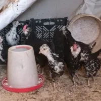 نیمچه مرغ و خروس گلین