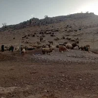چوپان