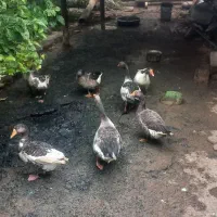 7تا غاز ویک عدد اردک|حیوانات مزرعه|سوسنگرد, |دیوار