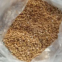 گشنیز فرنگی.یا.خارجی