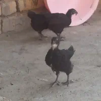 جوجه دوماهه محلی اصل زرقان