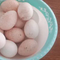 تخم بوقلمون